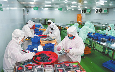 玉溪市人民政府推動食品互聯網銷售發展策略與成效